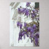 Wisteria, Old Church, Charleston, South Carolina Poster (Voorkant)