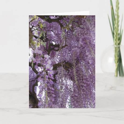Wisteria ook kaart (Voorkant)