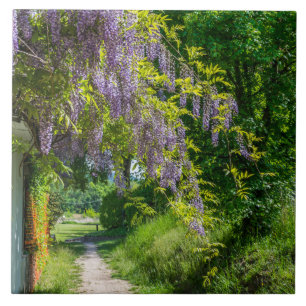 Wisteria op een landelijke keramische tegel tegeltje