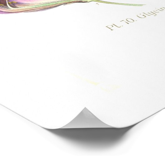 Wisteria Poster (Hoek)