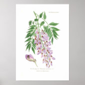 Wisteria Poster (Voorkant)