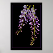 Wisteria Poster (Voorkant)