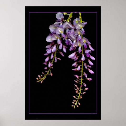 Wisteria Poster (Voorkant)