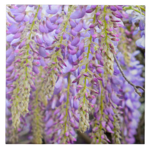 Wisteria Purple Flowers French Floral Petals Tegeltje