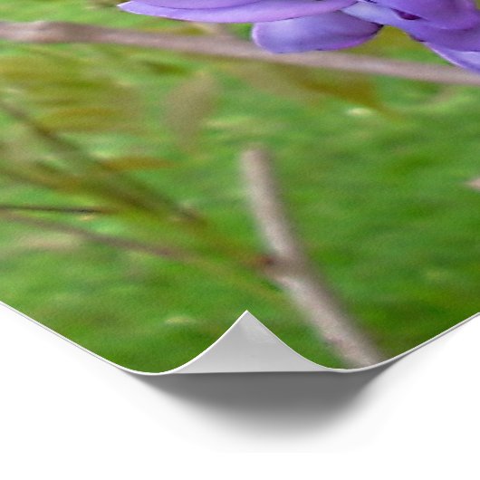 Wisteria... Scriptafdrukken Poster (Hoek)