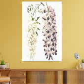 Wisteria Sinensis botanische kunst geïsoleerd op w Canvas Afdruk (Insitu (Woonkamer))