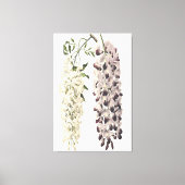 Wisteria Sinensis botanische kunst geïsoleerd op w Canvas Afdruk (Voorkant)