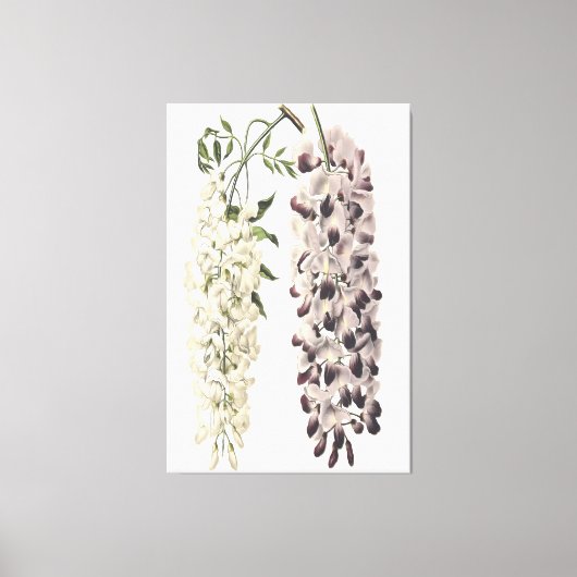 Wisteria Sinensis botanische kunst geïsoleerd op w Canvas Afdruk (Voorkant)
