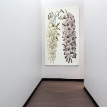 Wisteria Sinensis botanische kunst geïsoleerd op w