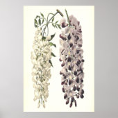 Wisteria Sinensis botanische kunst geïsoleerd op w Poster (Voorkant)