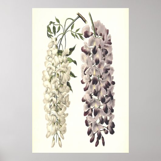 Wisteria Sinensis botanische kunst geïsoleerd op w Poster (Voorkant)