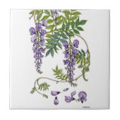 Wisteria Tegeltje (Voorkant)