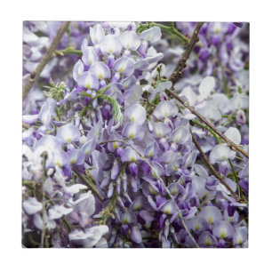 Wisteria Tegeltje