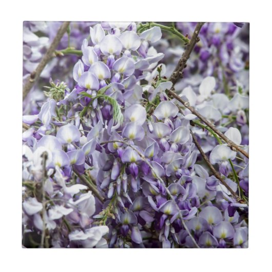 Wisteria Tegeltje (Voorkant)