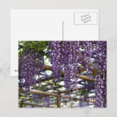 Wisteria Trellis: Kameido Tenjin, Tokio Briefkaart (Voorkant / Achterkant)
