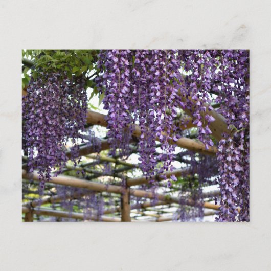 Wisteria Trellis: Kameido Tenjin, Tokio Briefkaart (Voorkant)