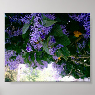 Wisteria-tunnel in Panama Poster