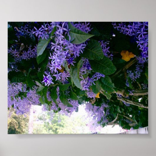 Wisteria-tunnel in Panama Poster (Voorkant)