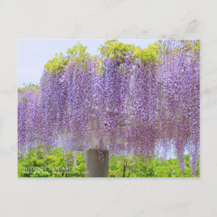 Wisteria Viewing:Briefkaart Briefkaart