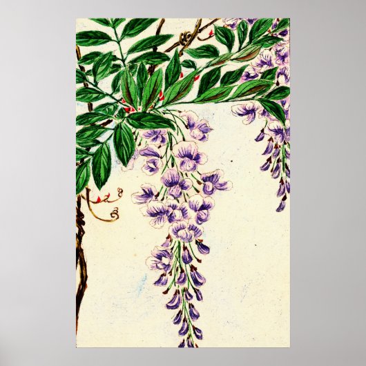 Wisteria Vine Blooms 1870 Poster (Voorkant)