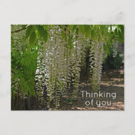 Wisteria Witte Tuin Bloemen Denken aan u Briefkaart