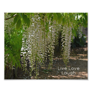 Wisteria Witte Tuin Bloemen Live Liefde Lach Foto Afdruk