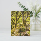 Wistman's Wood Dartmoor Devon England Verenigd Kon Briefkaart (Staand voorkant)