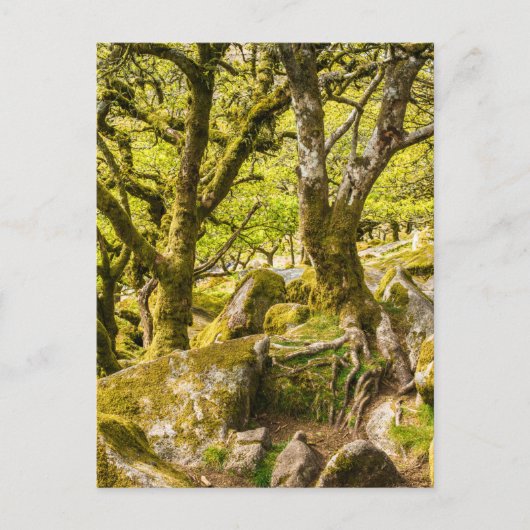Wistman's Wood Dartmoor Devon England Verenigd Kon Briefkaart (Voorkant)