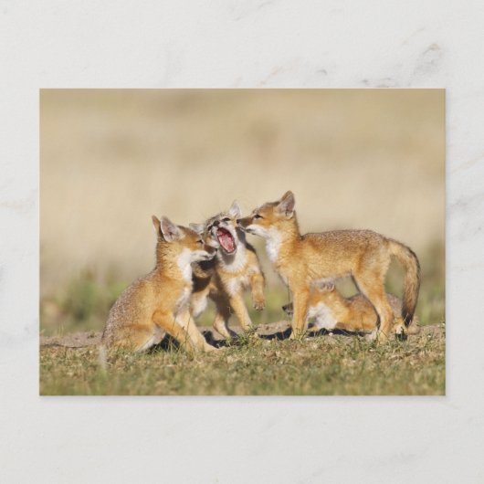 Wisvevos (Vulpes macrotis), jong in den burrow, Briefkaart (Voorkant)