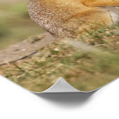 Wisvevos (Vulpes macrotis), jong in den burrow, Poster (Hoek)