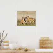 Wisvevos (Vulpes macrotis), jong in den burrow, Poster (Keuken)