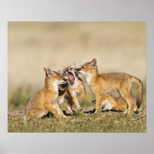 Wisvevos (Vulpes macrotis), jong in den burrow, Poster (Voorkant)