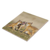 Wisvevos (Vulpes macrotis), jong in den burrow, Tegeltje (Zijkant)