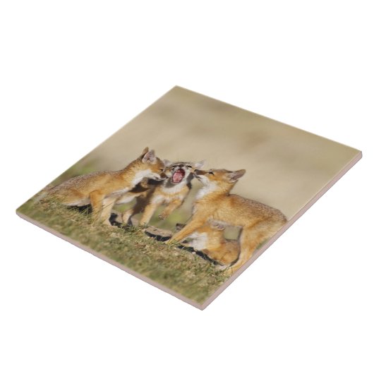 Wisvevos (Vulpes macrotis), jong in den burrow, Tegeltje (Zijkant)