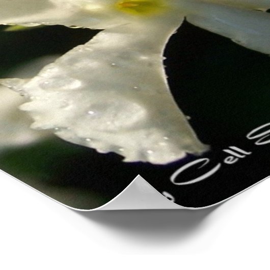 wit001 poster (Hoek)