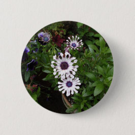 Wit Afrikaanse Madeliefje Ronde Button 5,7 Cm