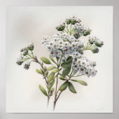Wit Alyssum Bloemenkunst Print Poster (Voorkant)