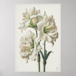 Wit Amaryllis Bloemenkunst Print Poster