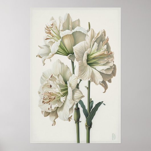 Wit Amaryllis Bloemenkunst Print Poster (Voorkant)