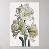 Wit Amaryllis Bloemenkunst Print Poster (Voorkant)