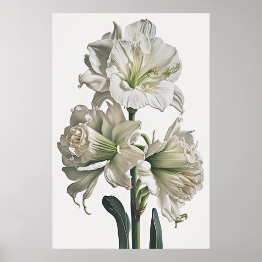 Wit Amaryllis Bloemenkunst Print Poster (Voorkant)