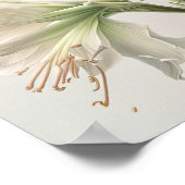 Wit Amaryllis Bloemenkunst Print Poster (Hoek)