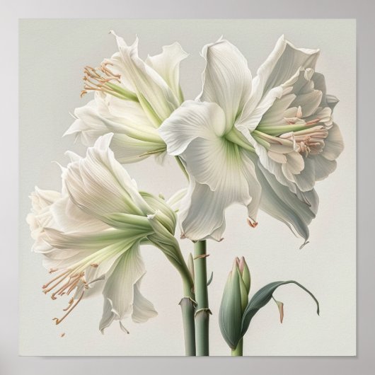 Wit Amaryllis Bloemenkunst Print Poster (Voorkant)