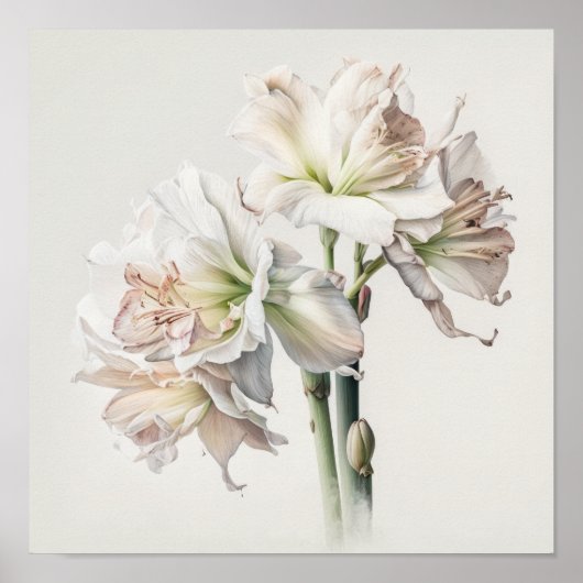 Wit Amaryllis Bloemenkunst Print Poster (Voorkant)