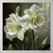 Wit Amaryllis Bloemenkunst Print Poster (Voorkant)