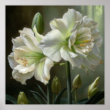 Wit Amaryllis Bloemenkunst Print Poster