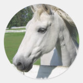 Wit Arabisch Paard Sticker (Voorkant)