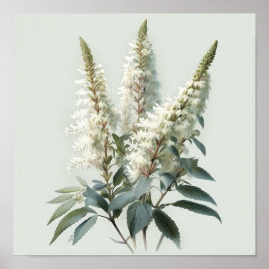 Wit Astilbe Bloem Art Print Poster (Voorkant)