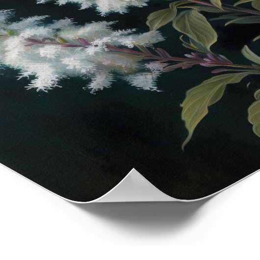 Wit Astilbe Bloem Art Print Poster (Hoek)