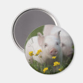 Wit biggetje omringd door gele bloemen magneet (Voorkant / Achterkant)